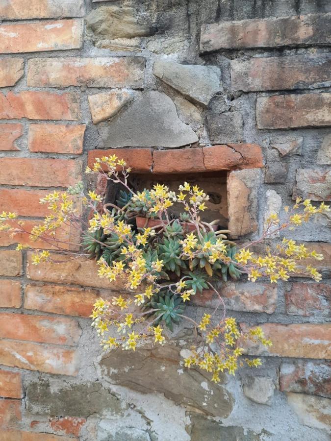 Agriturismo Il Truffarello Farm stay *